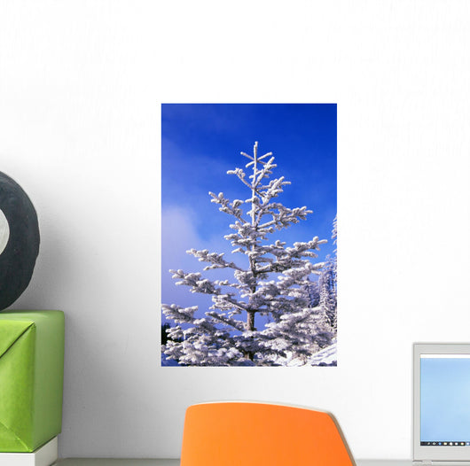 Snow And Frost On Evergreen Wall Mural