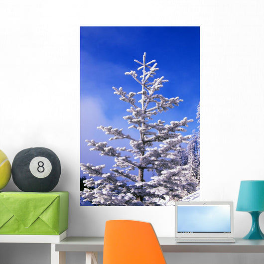 Snow And Frost On Evergreen Wall Mural