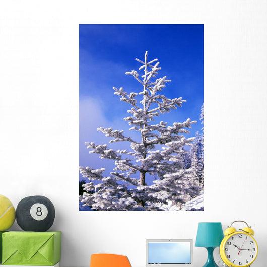 Snow And Frost On Evergreen Wall Mural