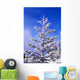 Snow And Frost On Evergreen Wall Mural
