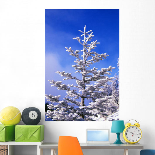 Snow And Frost On Evergreen Wall Mural