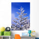 Snow And Frost On Evergreen Wall Mural