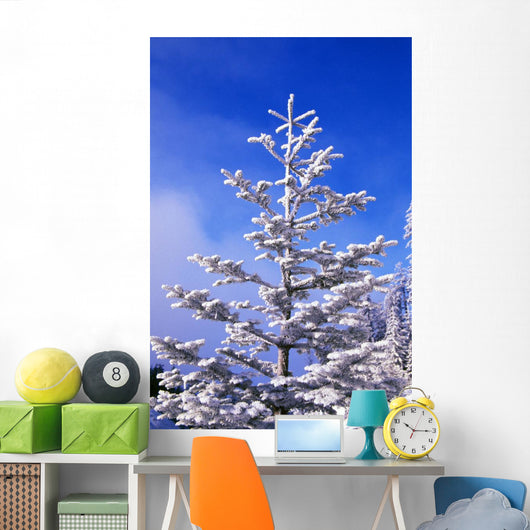 Snow And Frost On Evergreen Wall Mural