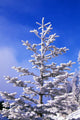 Snow And Frost On Evergreen Wall Mural