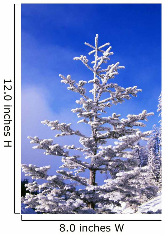Snow And Frost On Evergreen Wall Mural