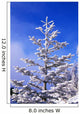 Snow And Frost On Evergreen Wall Mural