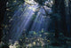 Sun Beams Through Fog And Forest Trees Wall Mural