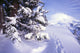 Tracks In The Snow Wall Mural
