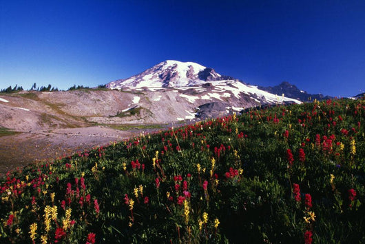 Paradise Park Valley, Mount Rainier National Park Wall Mural