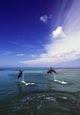 Two Bottlenose Dolphins Leaping Out Of Water, Caribbean Sea Wall Mural
