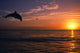 Silhouette Of Bottlenose Dolphin Leaping Over Ocean At Sunset Wall Mural
