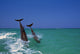 Bottlenose Dolphins Diving, Caribbean Sea Wall Mural
