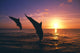 Silhouette Of Two Bottlenose Dolphins Diving, Sunset, Caribbean Sea Wall Mural