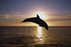 Silhouette Of Bottlenose Dolphin Leaping, Sunset, Caribbean Sea Wall Mural