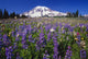 Purple Flowers Blooming Beneath Mount Rainier, Paradise Park Valley Wall Mural