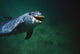 Underwater Close-Up Of Smiling Bottlenose Dolphin Wall Mural