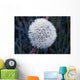 Frost On Mature Dandelion Blossom Wall Mural