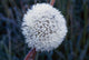 Frost On Mature Dandelion Blossom Wall Mural