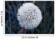 Frost On Mature Dandelion Blossom Wall Mural