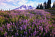 Meadow Of Purple Flowers Blooming Wall Mural