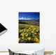 Yellow Flowers Blooming, Hood River Valley, Mount Hood Wall Mural