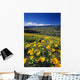 Yellow Flowers Blooming, Hood River Valley, Mount Hood Wall Mural