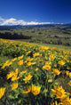 Yellow Flowers Blooming, Hood River Valley, Mount Hood Wall Mural