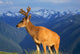 Deer With Antlers, Mountain Range In Background, Olympic National Park Wall Mural