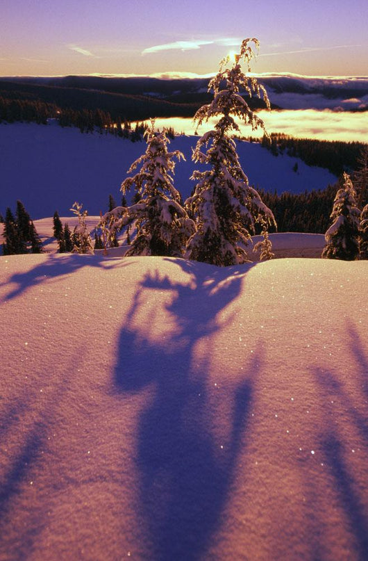 Pink And Purple Sunrise Shadows Of Snow Covered Trees, Cascades Wall Mural