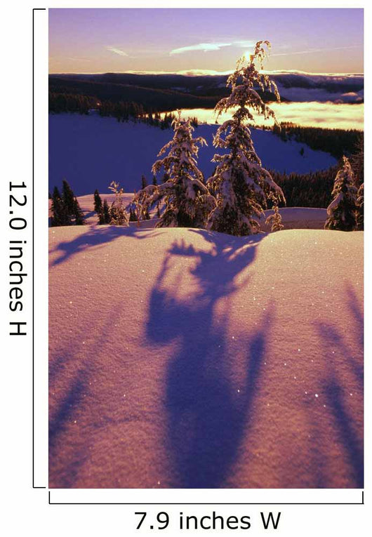 Pink And Purple Sunrise Shadows Of Snow Covered Trees, Cascades Wall Mural