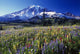 Field Of Blooming Wildflowers Wall Mural
