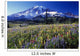 Field Of Blooming Wildflowers Wall Mural
