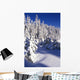 Snow-Covered Pine Trees On Mount Hood Wall Mural