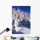 Snow-Covered Pine Trees On Mount Hood Wall Mural