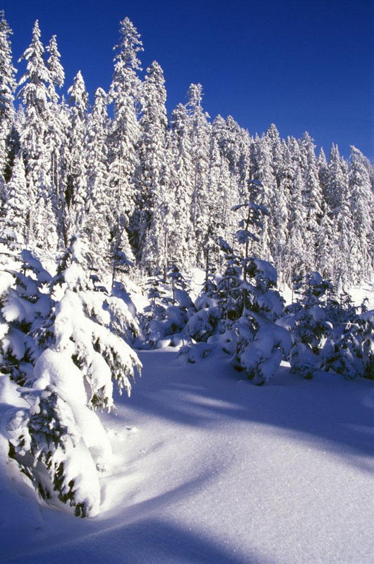 Snow-Covered Pine Trees On Mount Hood Wall Mural