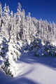 Snow-Covered Pine Trees On Mount Hood Wall Mural