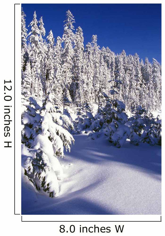 Snow-Covered Pine Trees On Mount Hood Wall Mural