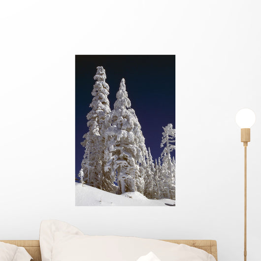 Snow-Covered Pine Trees On Mount Hood Wall Mural