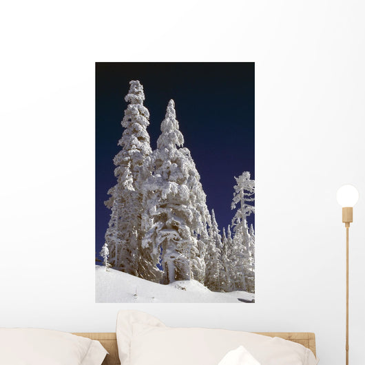 Snow-Covered Pine Trees On Mount Hood Wall Mural