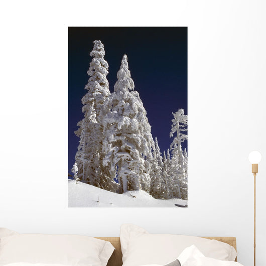 Snow-Covered Pine Trees On Mount Hood Wall Mural