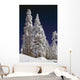Snow-Covered Pine Trees On Mount Hood Wall Mural