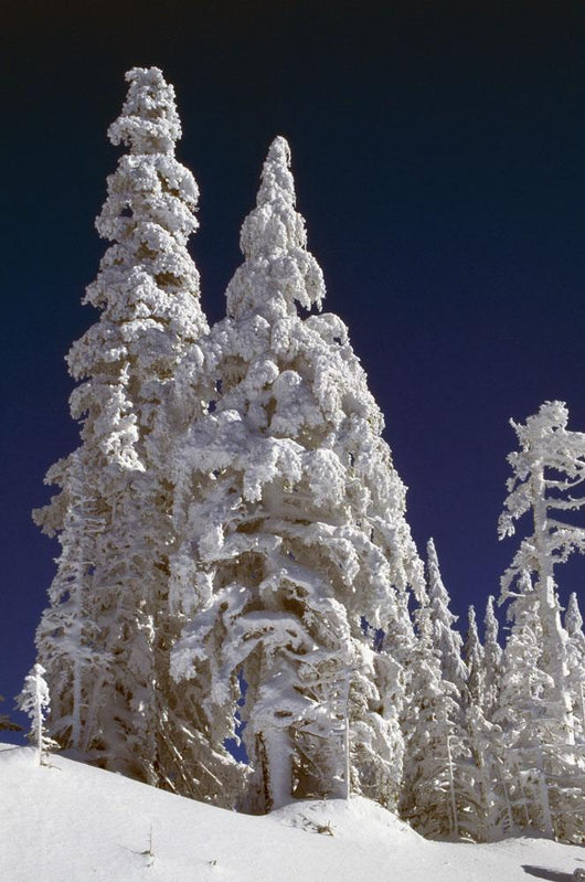 Snow-Covered Pine Trees On Mount Hood Wall Mural