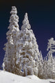 Snow-Covered Pine Trees On Mount Hood Wall Mural
