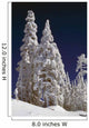 Snow-Covered Pine Trees On Mount Hood Wall Mural