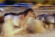 Blurred View Of Horses Running Through Dusty Early Morning Light Wall Mural