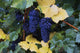 Close-Up Of Ripe, Wine Grapes And Leaves Wall Mural