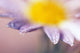 Soft-Focus Detail Of Daisy Flower With Dewdrops On Petals Wall Mural