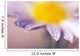Soft-Focus Detail Of Daisy Flower With Dewdrops On Petals Wall Mural