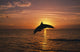 Silhouette Of Leaping Bottlenose Dolphin, Sunset, Caribbean Sea Wall Mural
