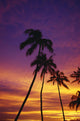 Palm Tree Silhouettes, Sunset, Waikiki Beach, Hawaii, Usa Wall Mural